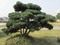 China 2014 0336
