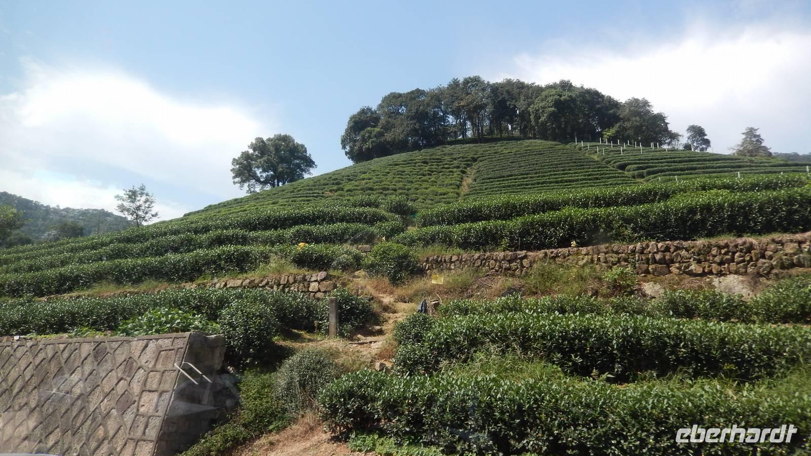Drachenbrunnentee-Plantage