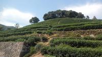 Drachenbrunnentee-Plantage