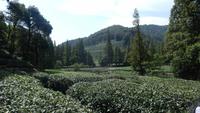 Drachenbrunnentee-Plantage