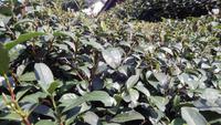 Drachenbrunnentee-Plantage