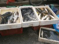 Fische...