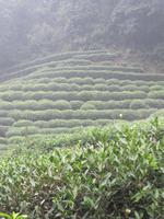 Hangzhou - Drachenbrunnentee-Plantage