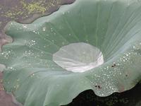 Hangzhou - Lotos-Garten - Westsee