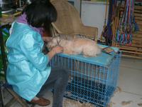 Hundefriseur