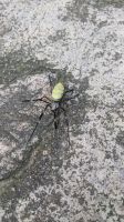 Joro-Spinne bei der Großen Mauer
