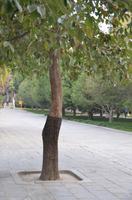 Kaki-Baum