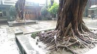 Kanton, Kloster der 6 Banyan-Bäume
