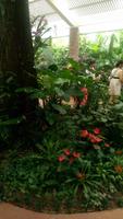Kanton, Orchideengarten