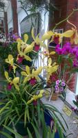 Kanton, Orchideengarten