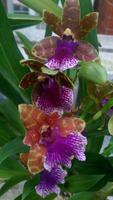 Kanton, Orchideengarten