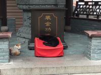 Katzen