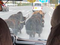 Lhasa - Yaktrail