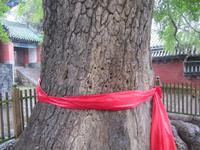 Luoyang Ausflug ins Shaolin-Kloster- Baum fÜr Kungfu-KÃ€mper zur StÃ€rkung der Finger