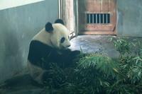 Panda im 7-Sterne-Park