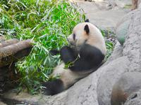 Peking 
