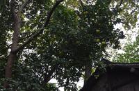 Pomelo-Baum