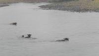 Schifffahrt auf dem Li-Fluss