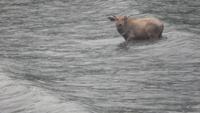 Schifffahrt auf dem Li-Fluss