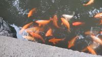 Shanghai, Yu-Garten