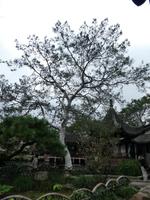 Suzhou; Wangshi Yuan (Garten des Meisters der Netze) (5)
