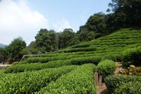 Teeplantage