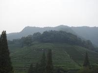 Teeplantage