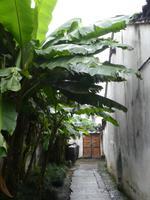 Wuzhen (14)