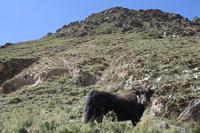 Yak