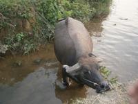ein chinesischer Wasserbüffel