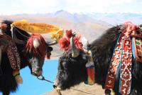 geschmückte Yaks