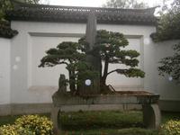 im Bonsaigarten Hangzhou