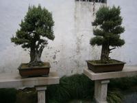 kleine Bonsai's