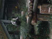 verfressene PandabÃ€ren