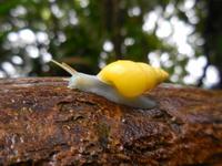 052 Costa Rica - Arenal - Schnecke