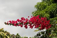 108 Costa Rica - 