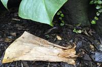 SUCHBILD: Wo ist der Frosch? :-)