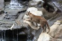 La Paz Waterfall Gardens: Puma