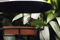 La Paz Waterfall Gardens