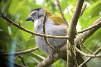 La Paz Waterfall Gardens