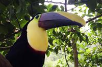 La Paz Waterfall Gardens: Tukan