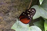 La Paz Waterfall Gardens