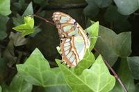 La Paz Waterfall Gardens