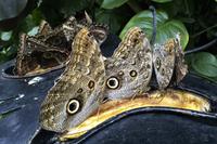 La Paz Waterfall Gardens