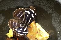 La Paz Waterfall Gardens