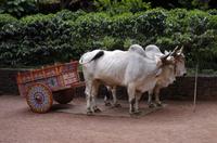 La Paz Waterfall Gardens