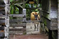 La Paz Waterfall Gardens