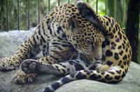 La Paz Waterfall Gardens