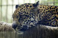 La Paz Waterfall Gardens