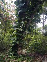 Entdeckungen im Regenwald